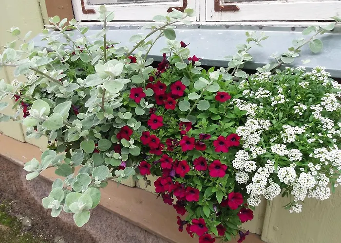 Posti Guest * ויליאנדי